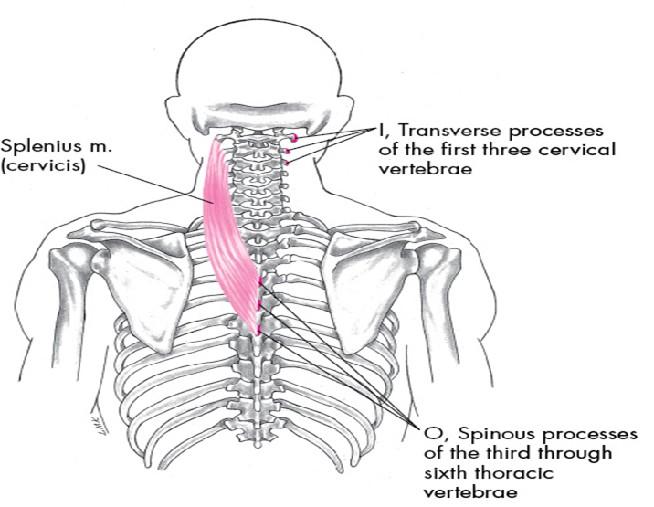 Splenius Capitis Origin And Insertion