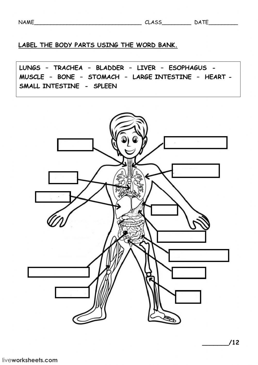 Free Printable Human Body Systems Worksheets