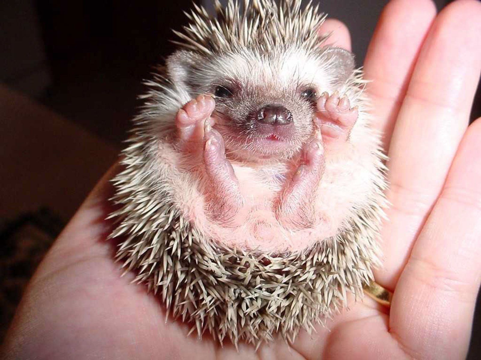 Pin By Lisa Root On Too Cute Baby Hedgehog Cute Baby Animals Newborn Animals