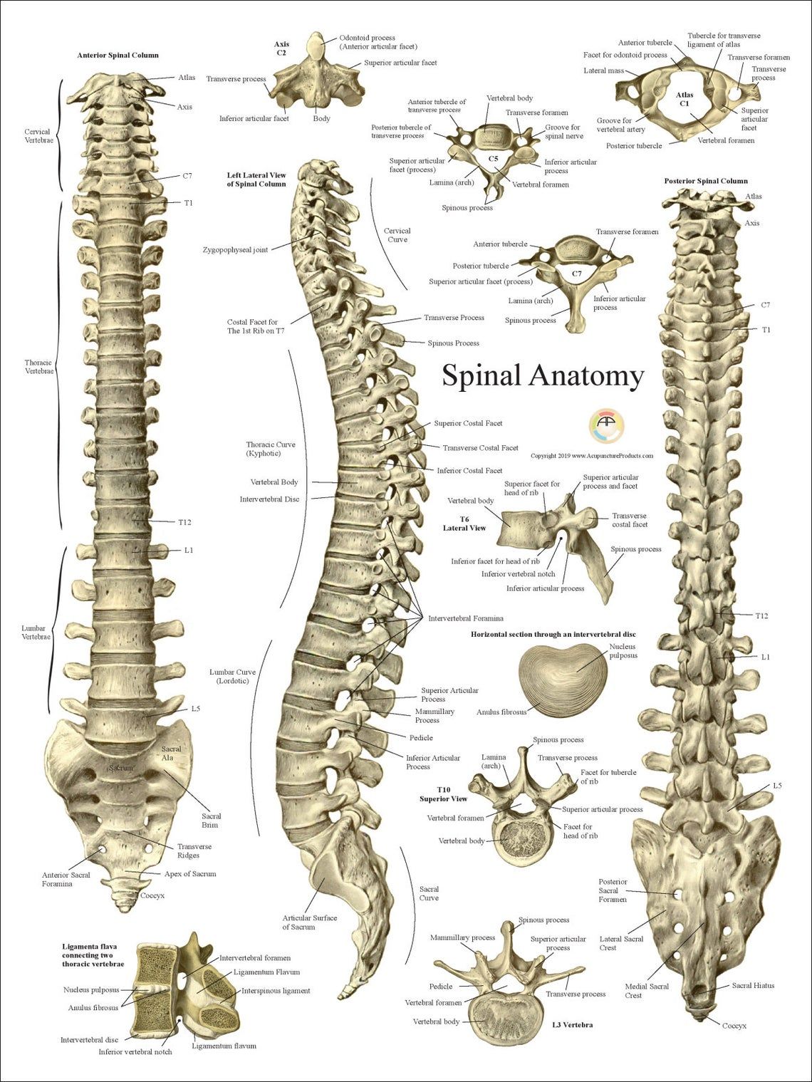 Vertebral Column Anatomical Chart Uc Anatomical Chart Co Wallchart ...