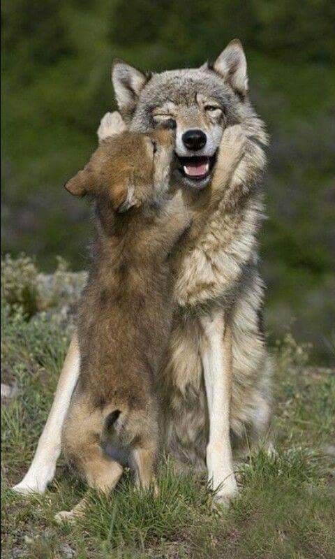 Pin de Sonia N. Rodriguez en mis lobos | Animales adorables, Animales ...