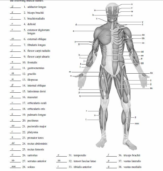 Muscle Quiz Anatomy And Physiology