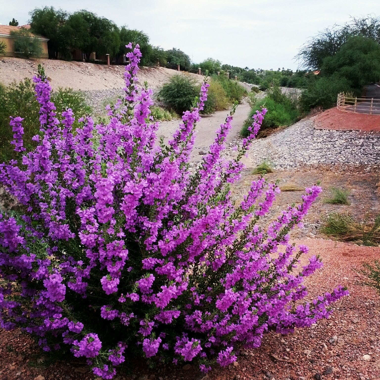 Blooming Bushes In Texas - Sschool Age Activities for Daycare