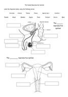 The Human Reproductive System | Teaching Resources | Female ...