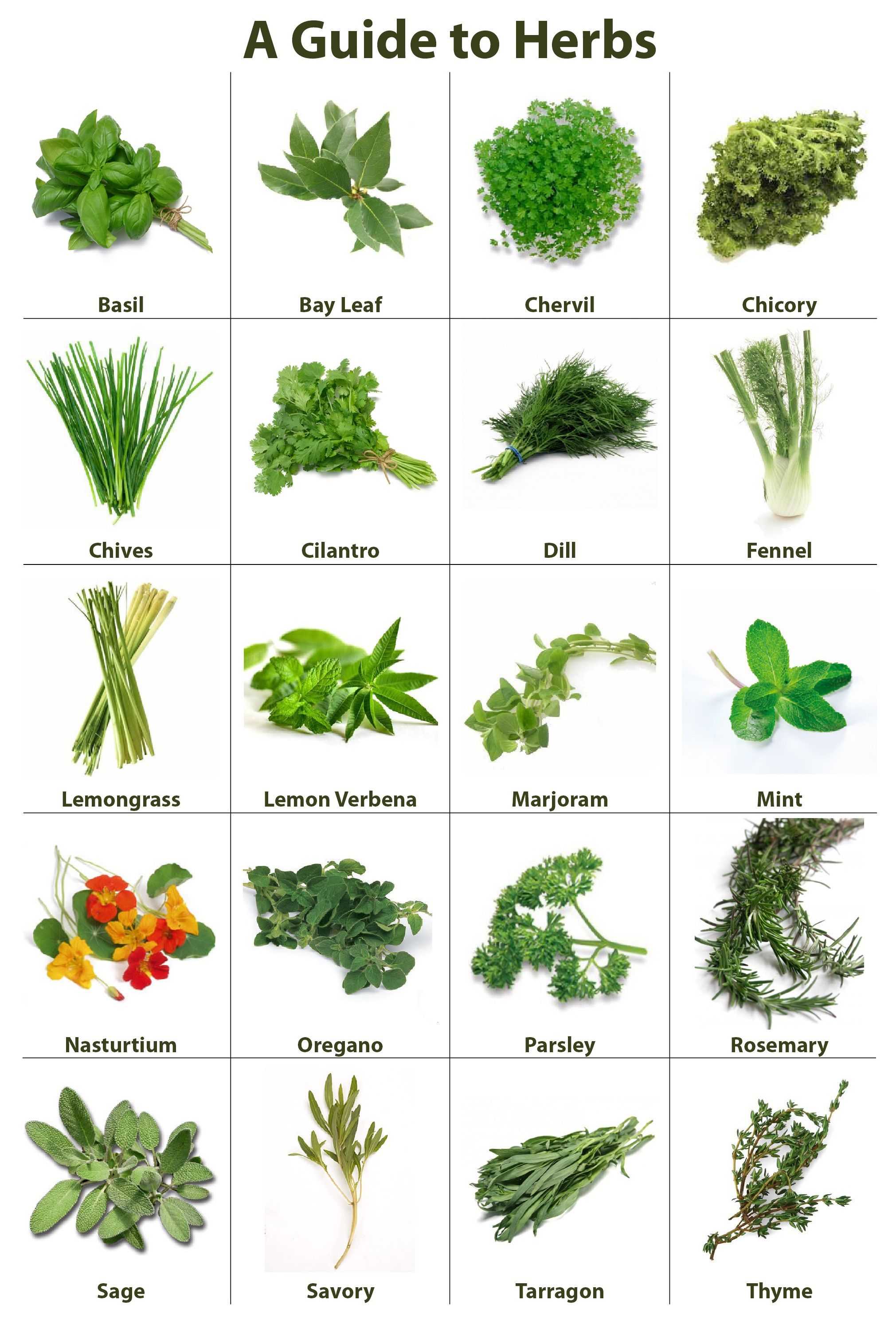 Herb Guide | Herbs, Name of vegetables, Fruits and vegetables list