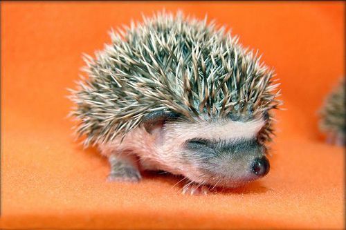 Dark Roasted Blend Newborn Hedgehogs Cute Cute Animals Cute Hedgehog Cutest Animals On Earth