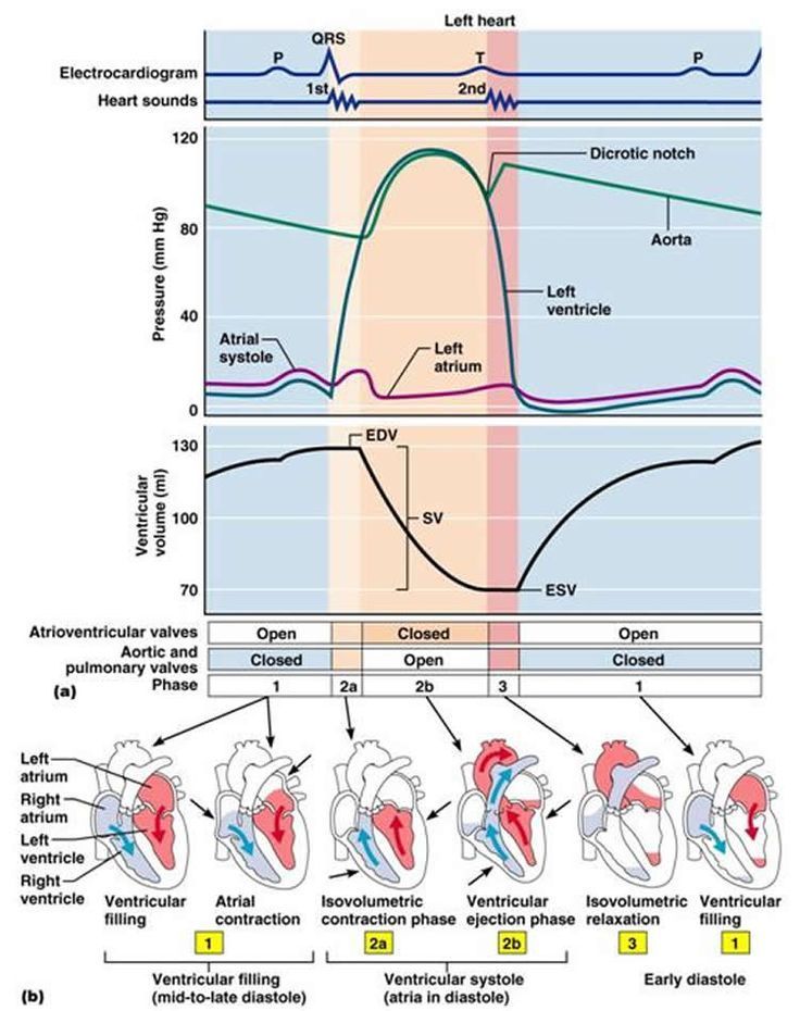 Physiology Of The Heart The Cardiac Cycle Wiggers Dia - vrogue.co