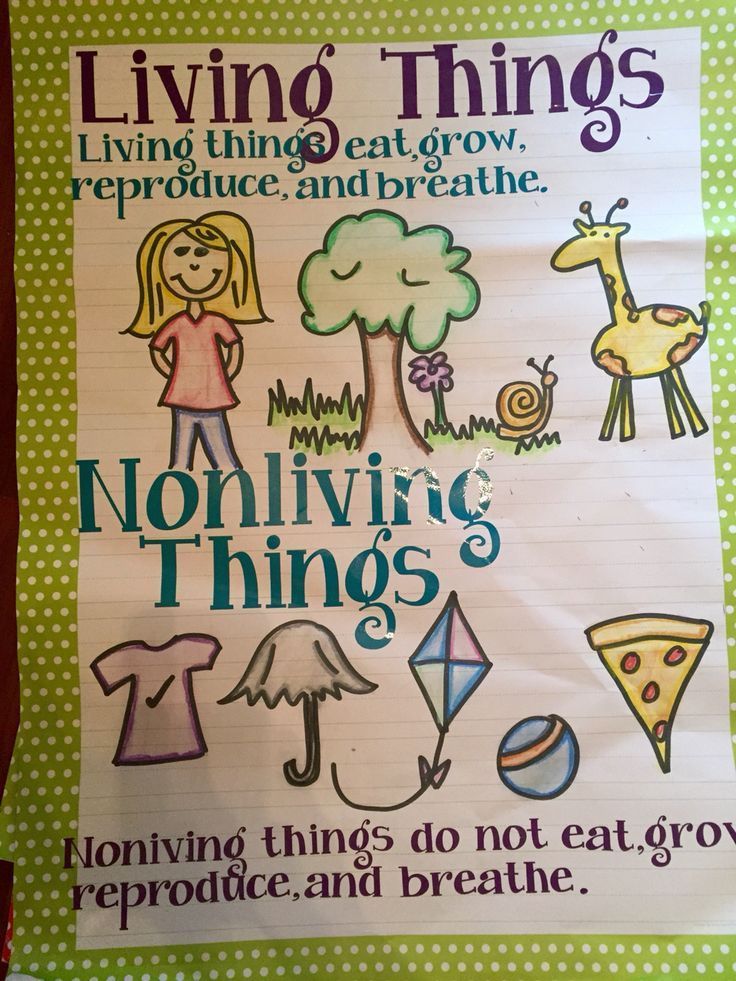 Living Vs Non Living Things Kindergarten