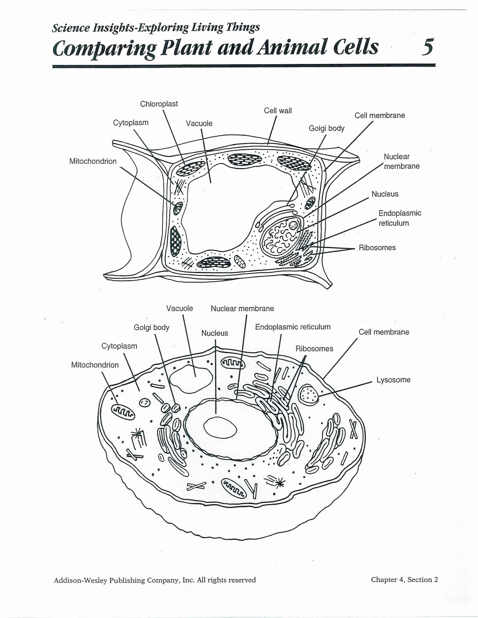 Plant Cell Labeling Worksheet Answers