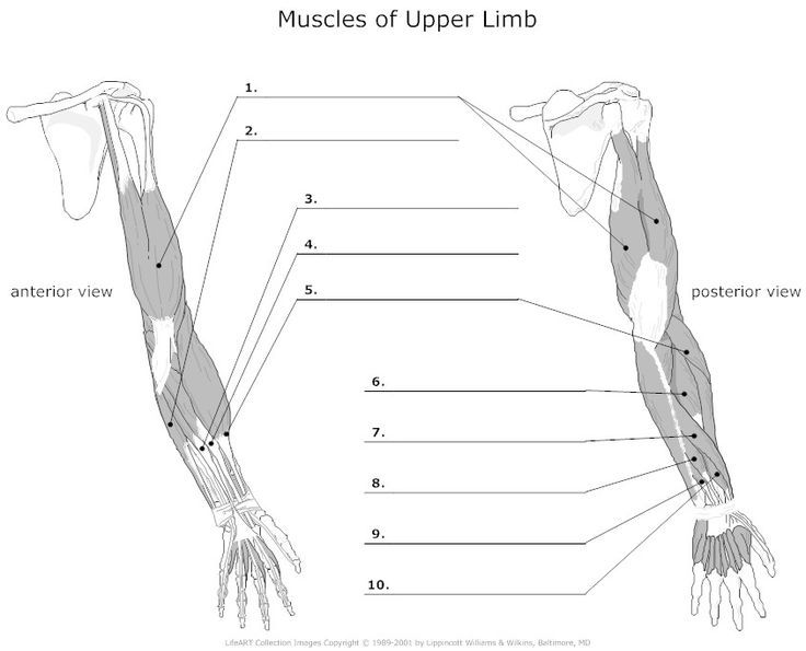 muscle blank drawing | Arm muscle anatomy, Muscles of upper limb, Upper ...