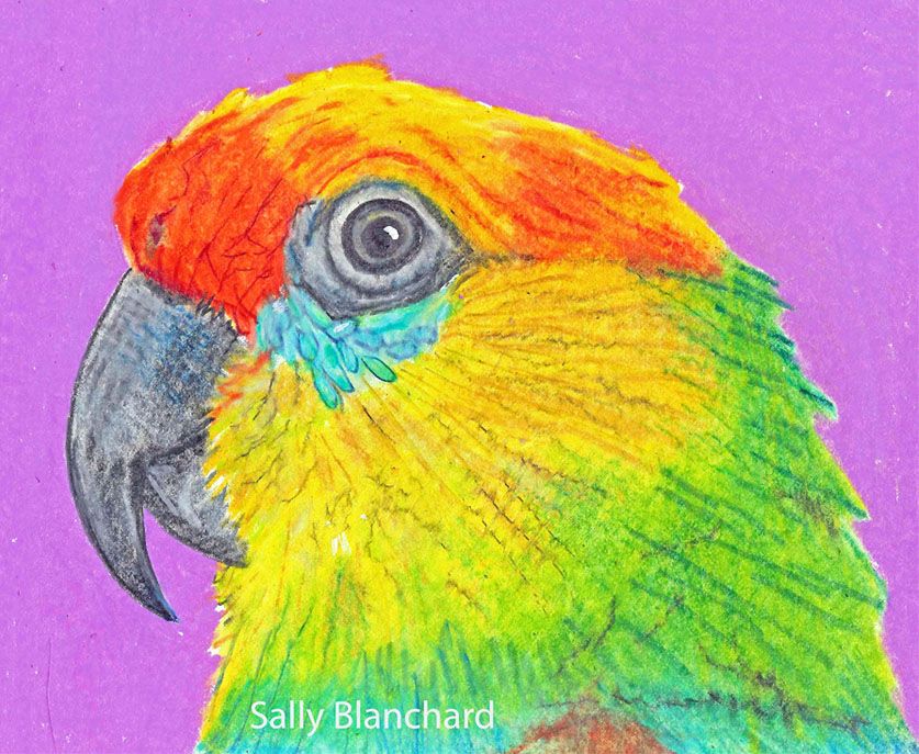 Sally Blanchard Prismacolor Pencil Drawing Demarest's Fig Parrot