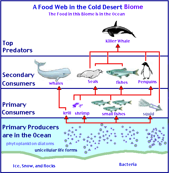 Simple Antarctic Food Web