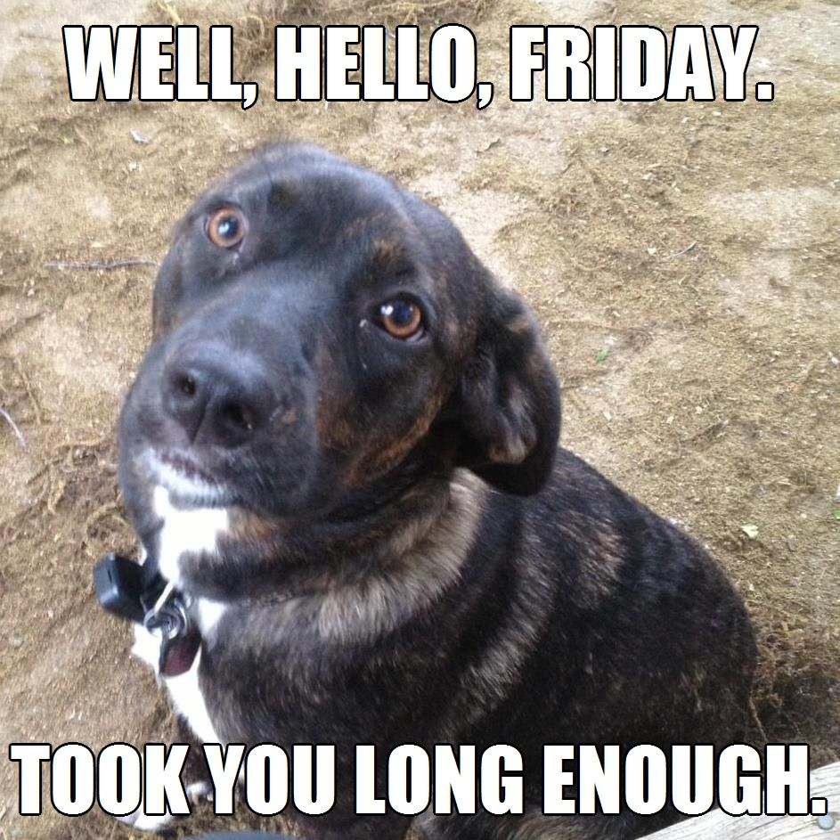 Finally #Friday! (Took you long enough.) #meme #dog #cute #puppy # ...