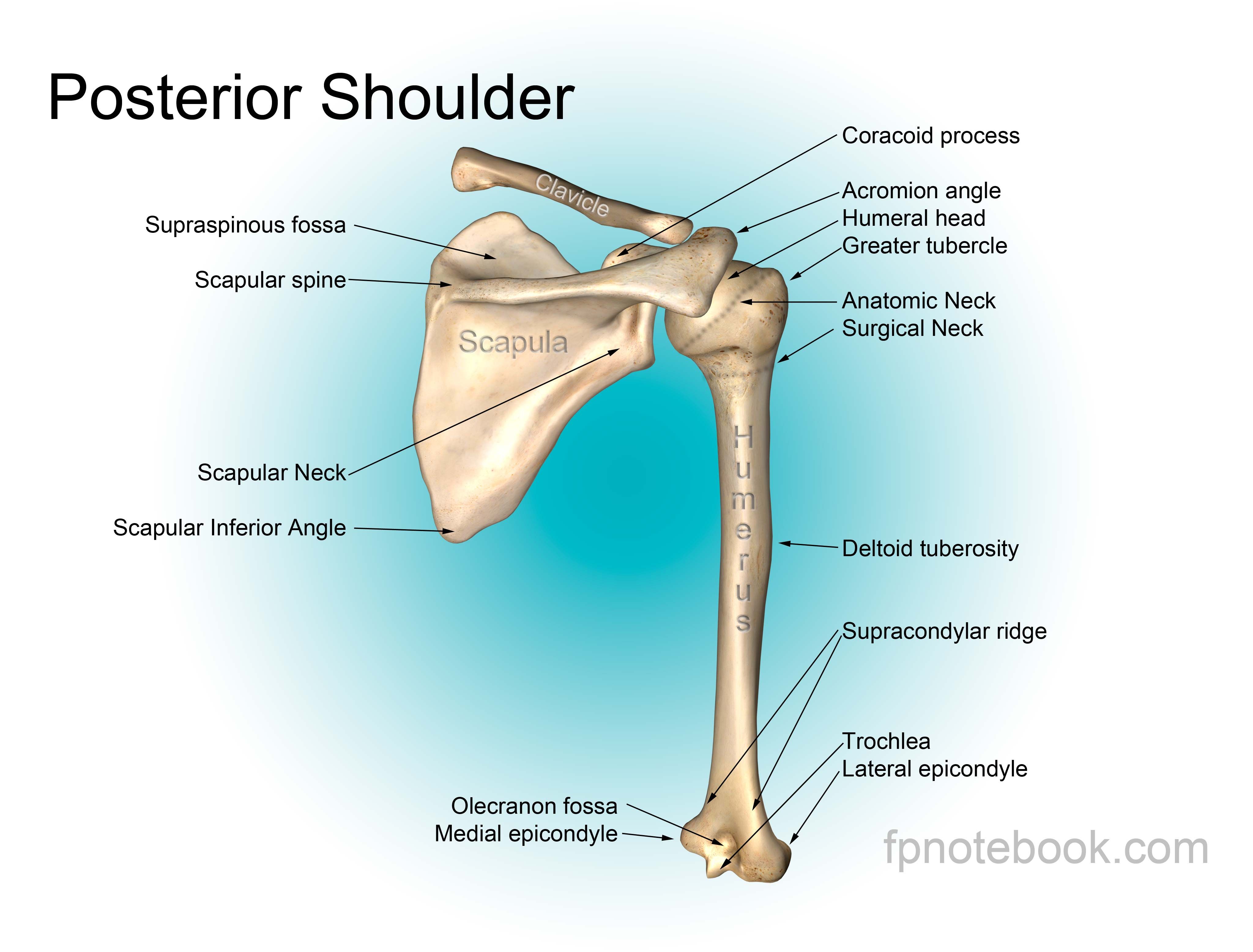 Shoulder Anatomy Posterior View