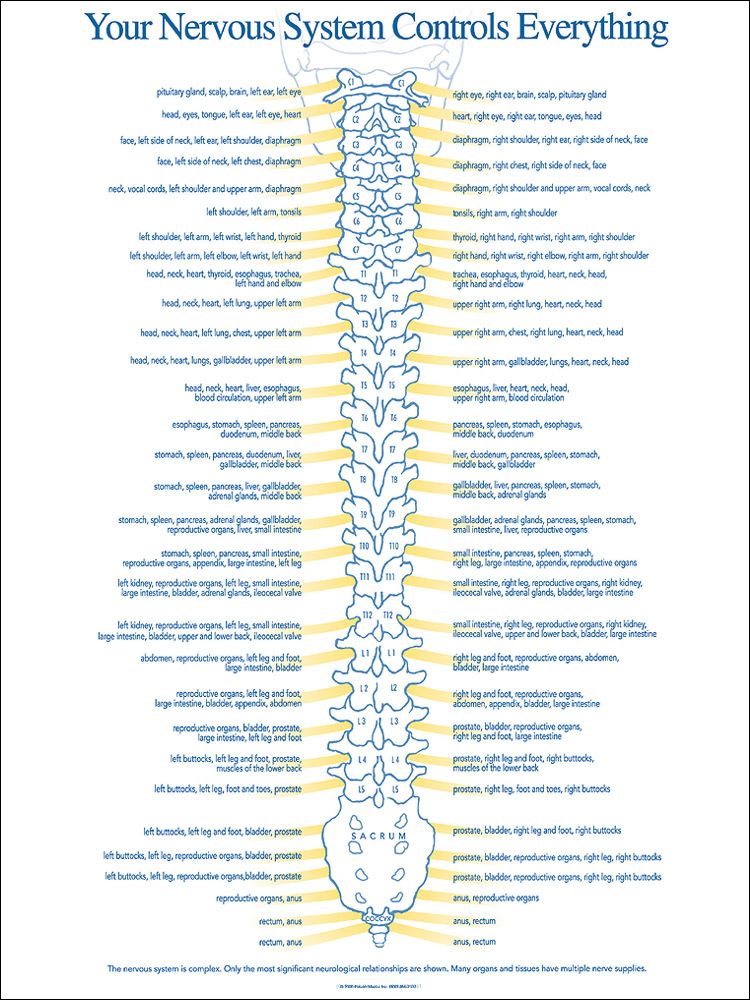 Spinal Cord Nerve Chart