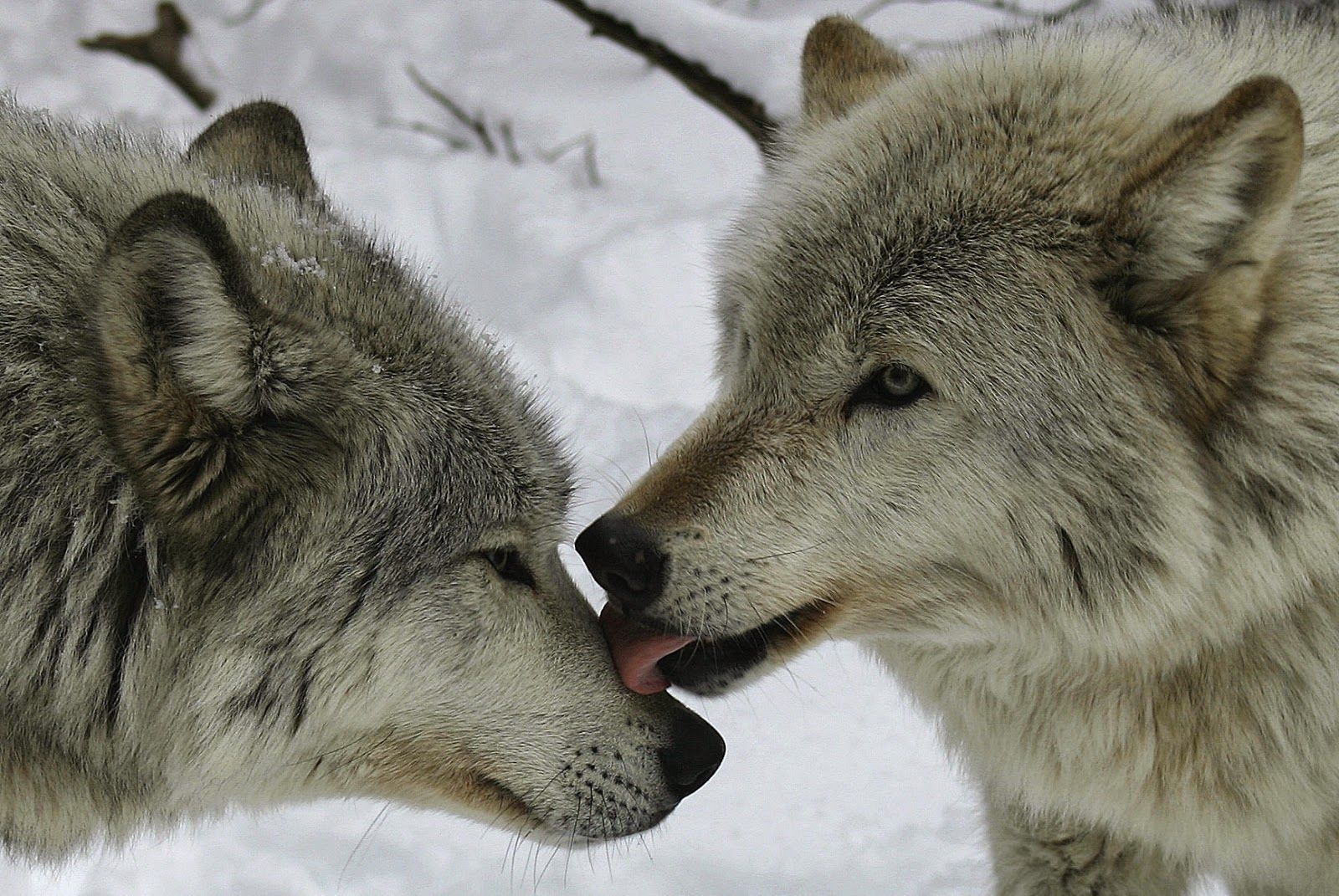 White Wolf : 20 Photos Of Wolf Kisses For Your Very Special Valentine's ...