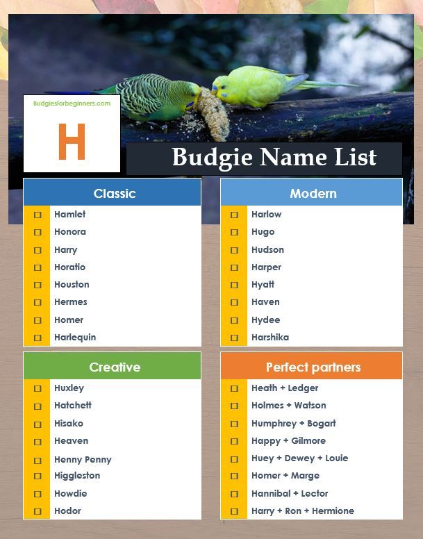 Unique Pet Bird Names Beginning with E, F, G, H Budgie names