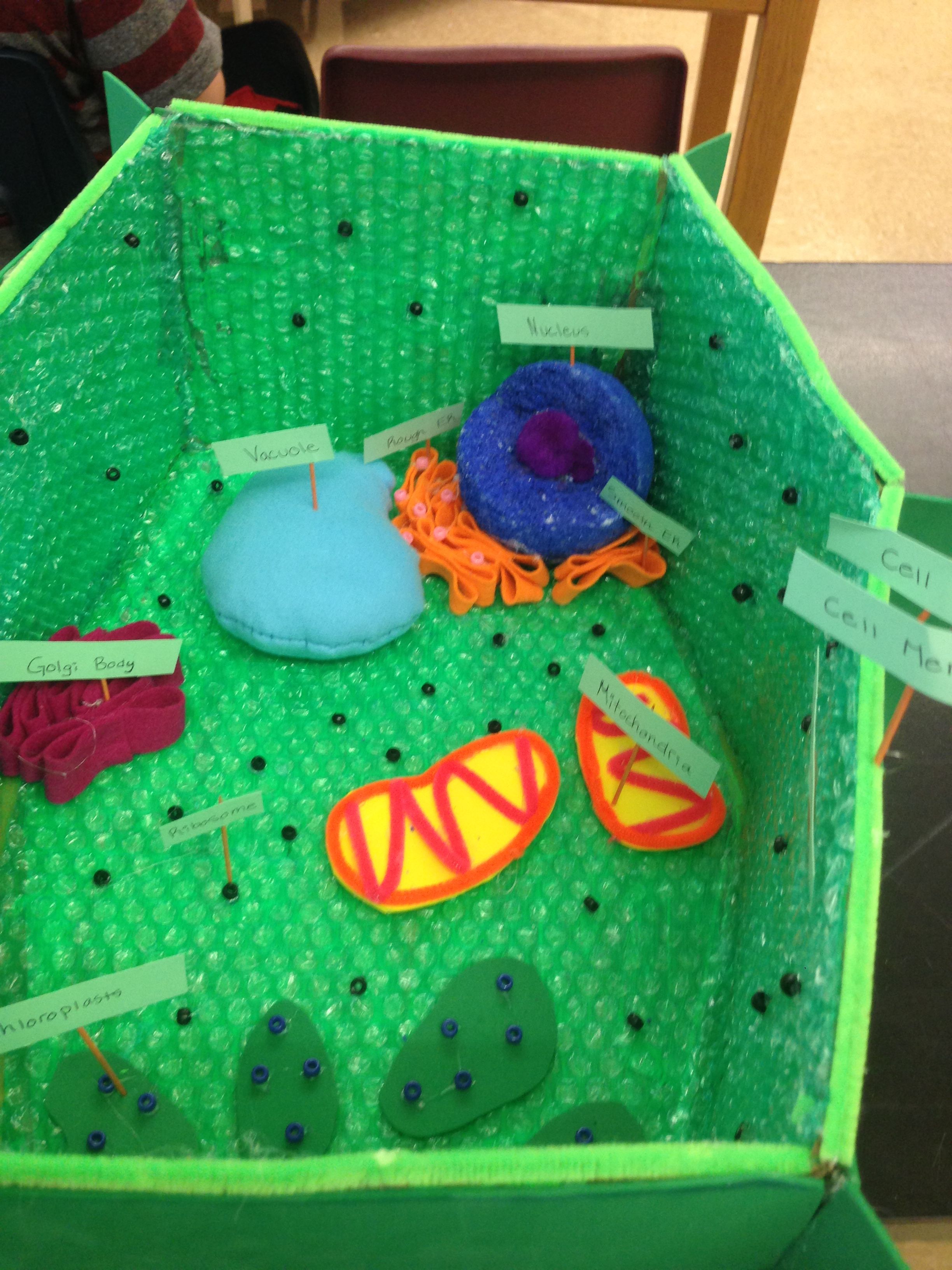 Plant cell 3-D model Cells Project, Plant Cell, Science Fair, Crafty ...