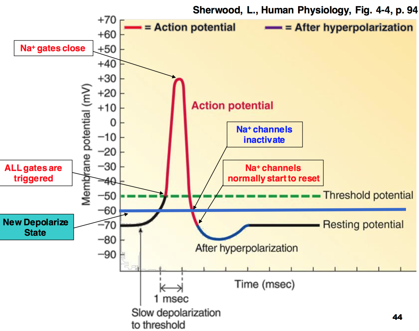 Circuits Diagram For Nerve Potential Potential Neurons Dummi