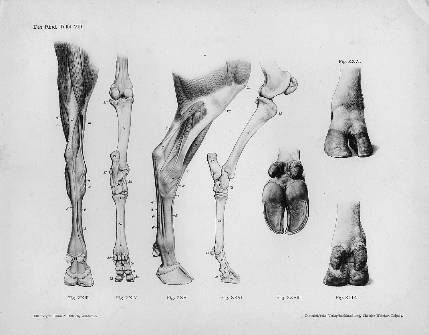 Leg Anatomy, Horse Anatomy, Veterinary Studies, Skeleton Anatomy ...