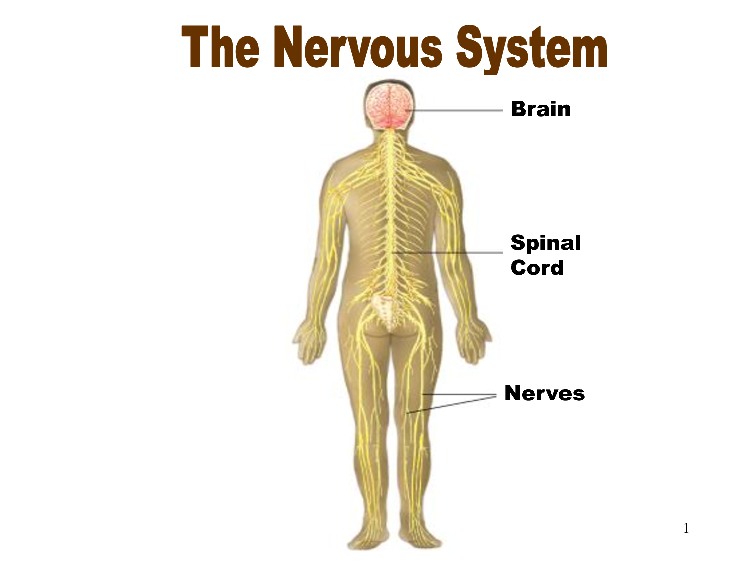 3 Parts Of Nervous System