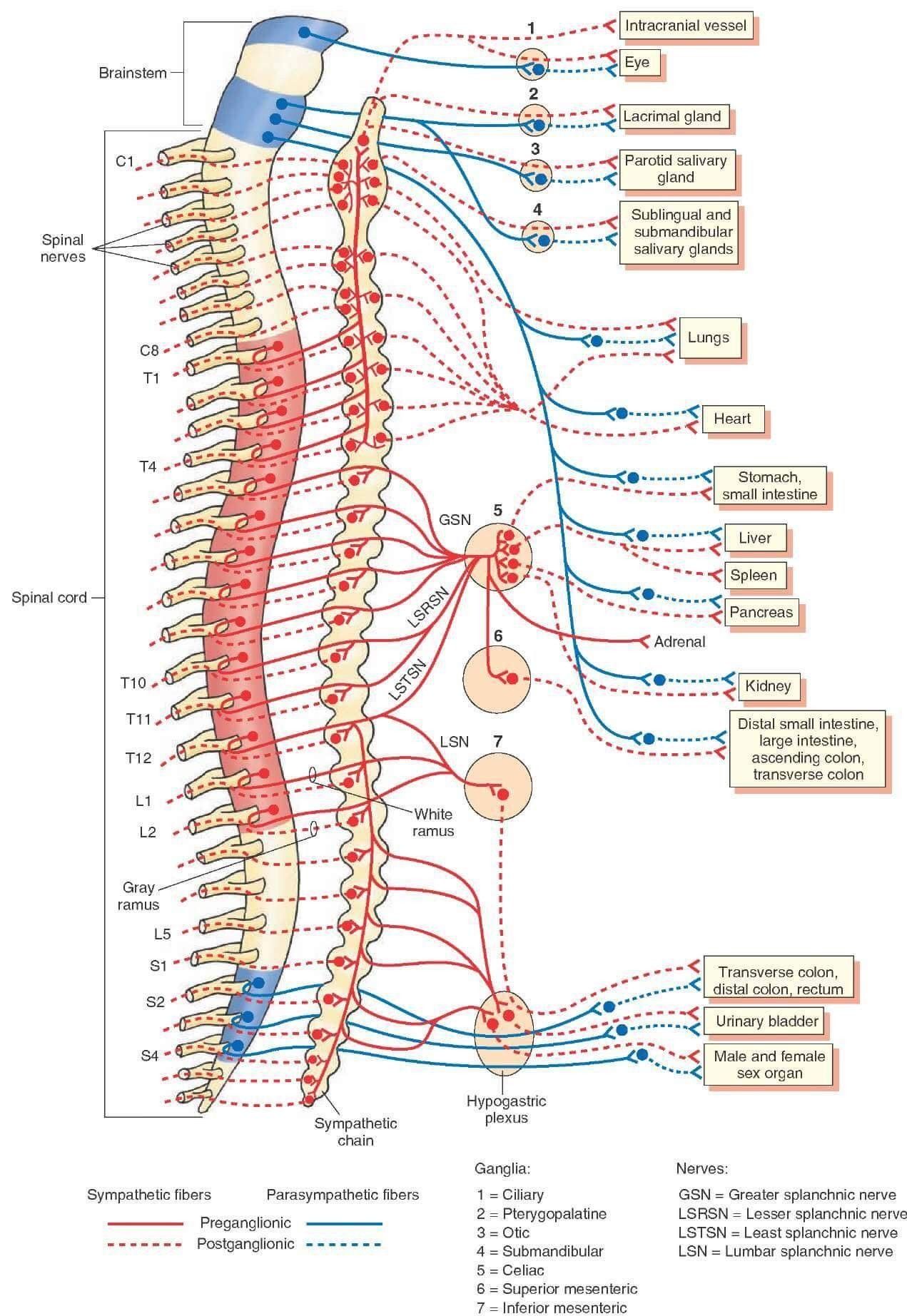 Circuits Diagram For Nerve Potential Potential Neurons Dummi