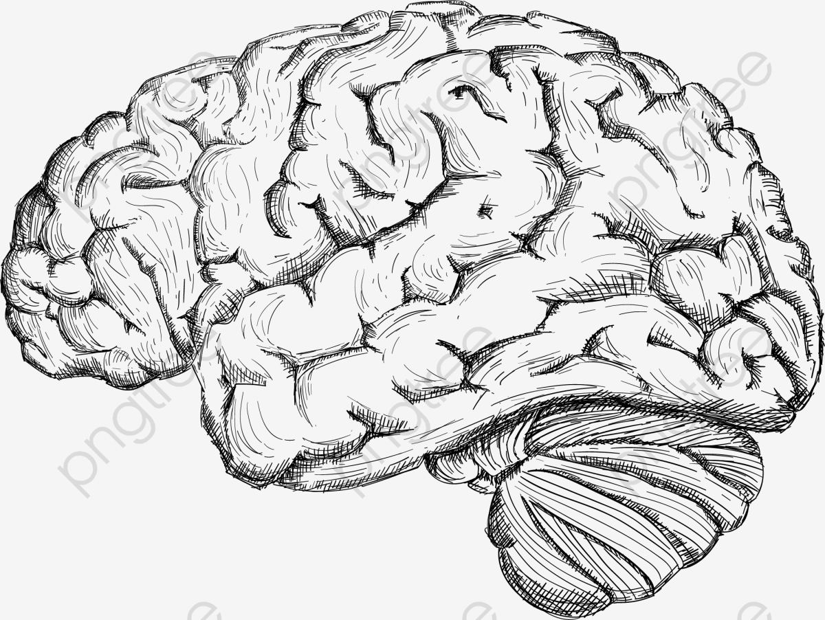 a black and white drawing of a human brain on a white background, with ...