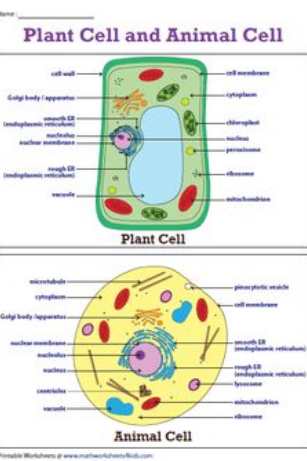 Plant And Animal Cell Diagram Worksheets