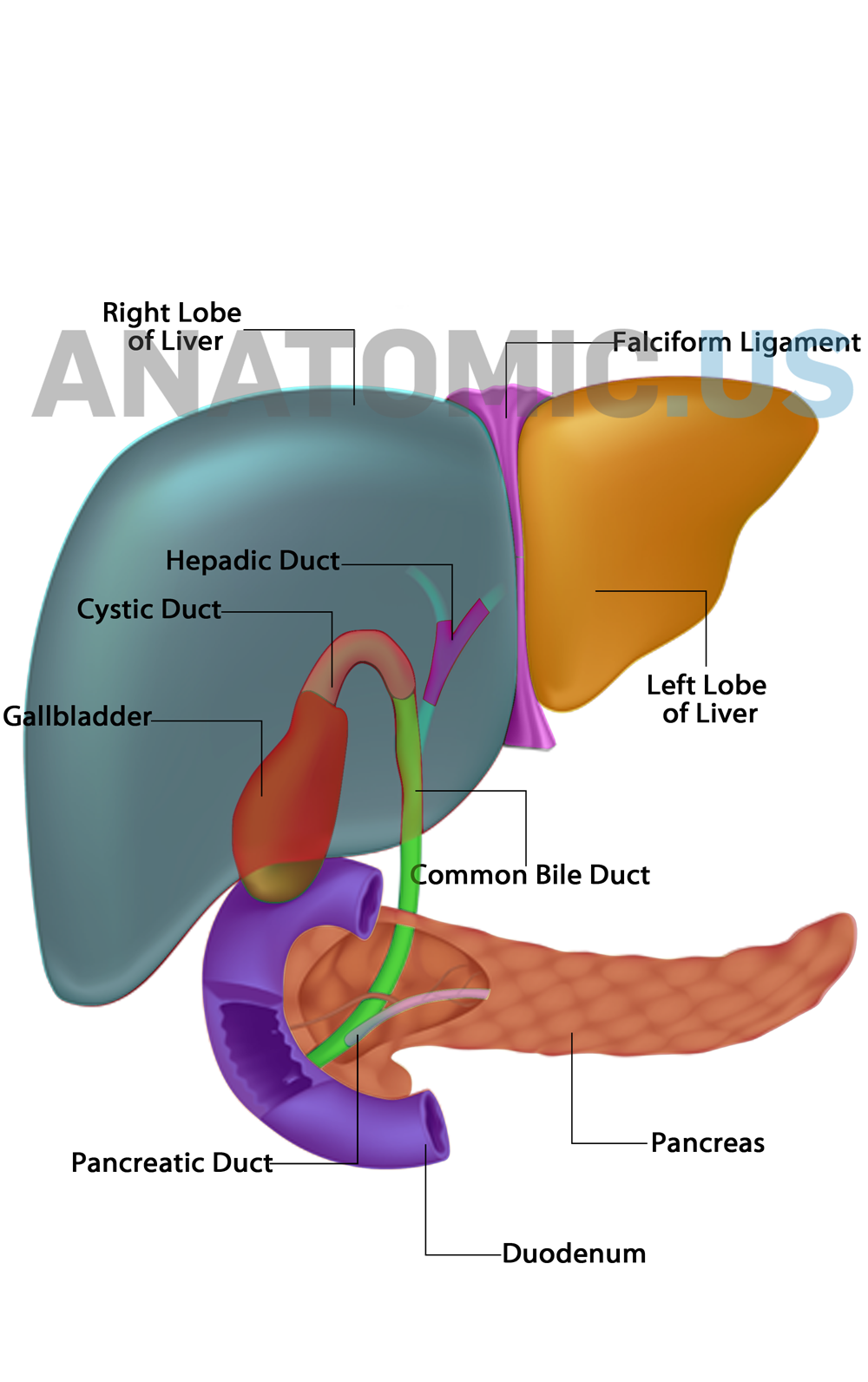 Pin by Anatomic Us on Anatomy Flashcards | Liver anatomy, Diagnostic ...