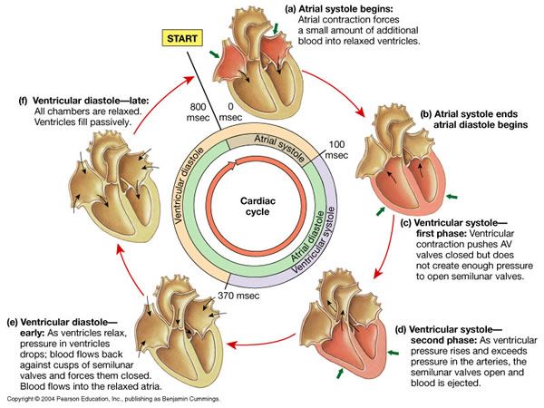 Atrial Systole Ventricular Systole Diastole As Biolog - vrogue.co