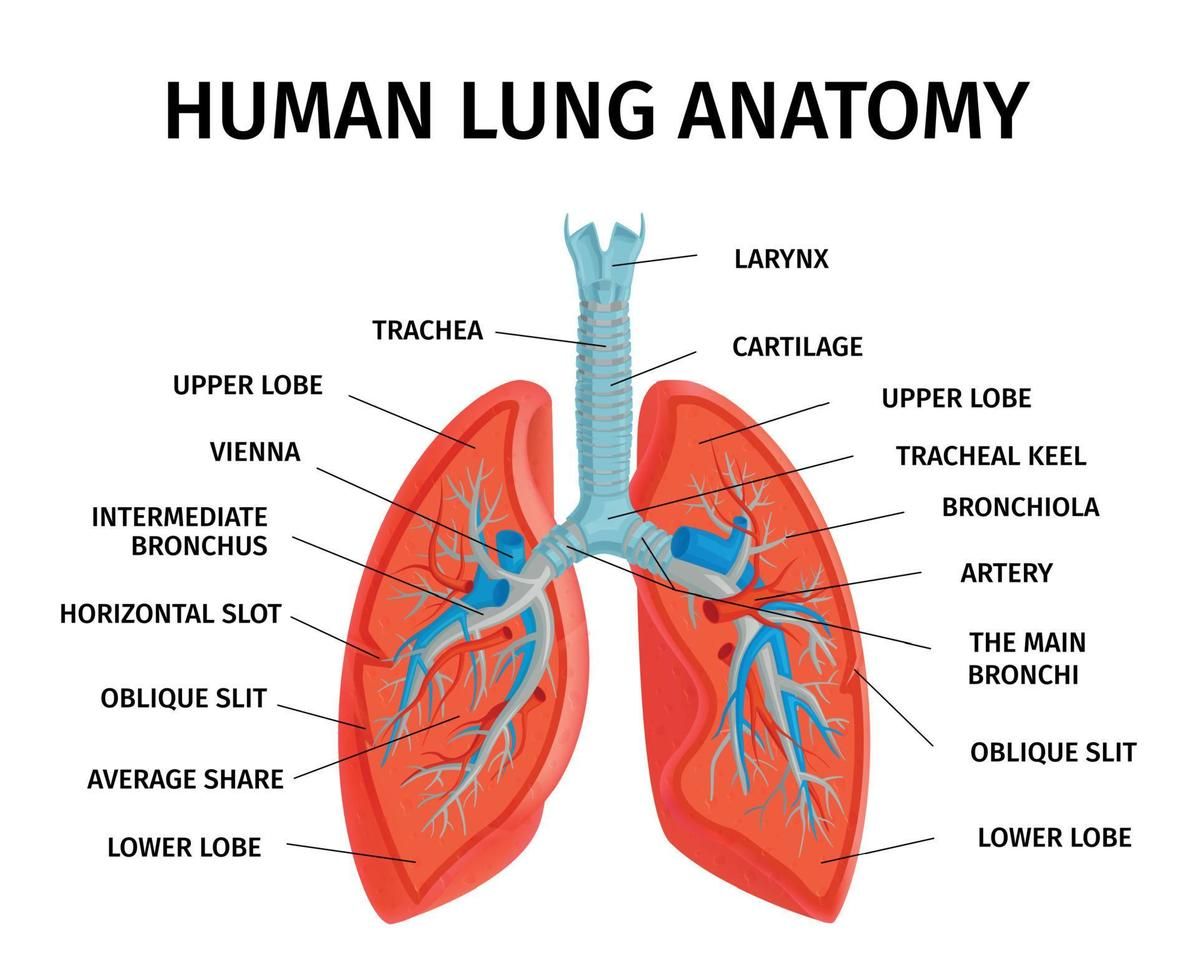 Human Lung Anatomy Diagram | Lung anatomy, Human lungs, Respiratory ...