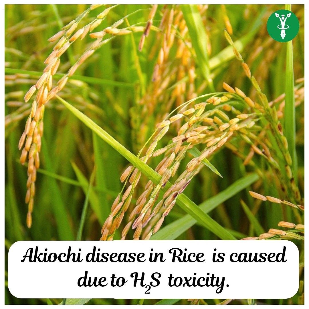 Akiochi disease of rice