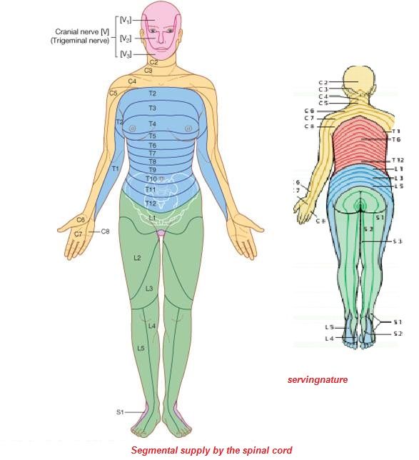 EXTERNAL FEATURES It is the lower elongated cylindrical part of the CNS ...