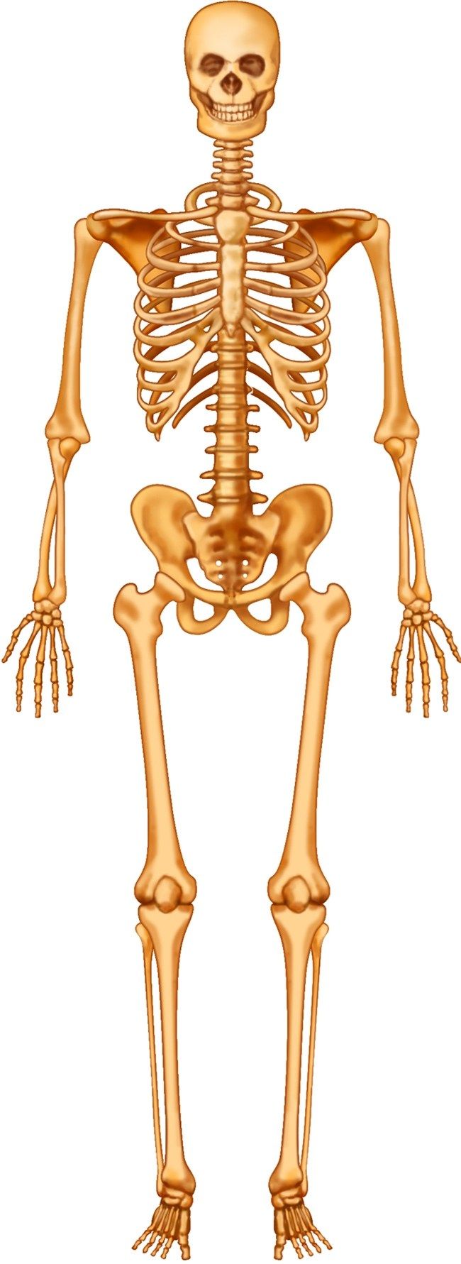 Unlabeled Human Skeleton Diagram Koibana Info Body Di - vrogue.co