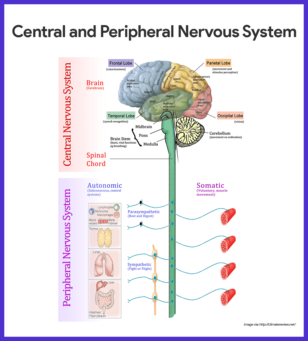 Central Nervous System Diagram And Function Nervous System D