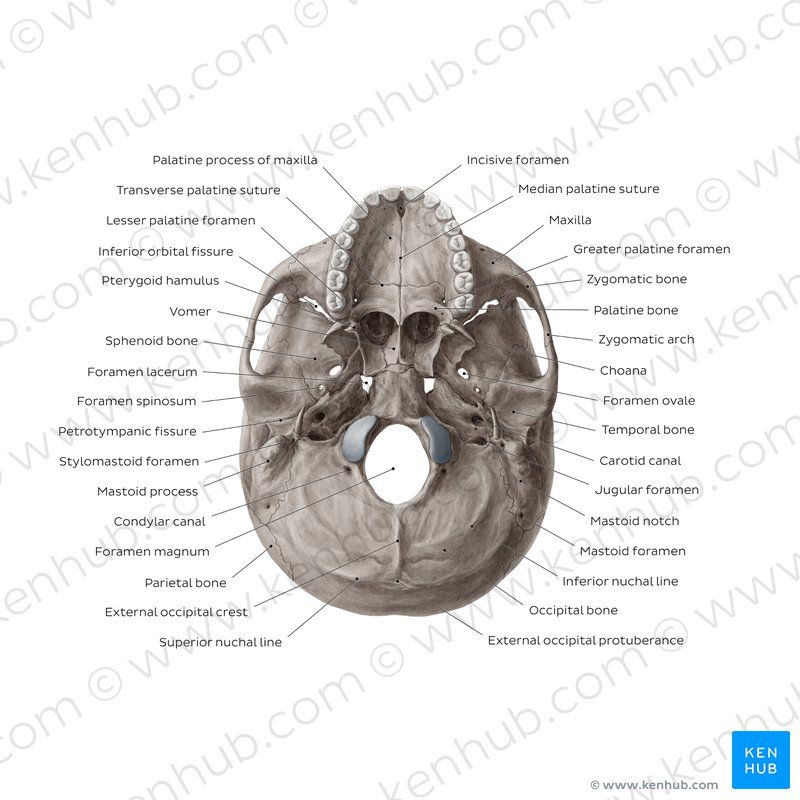 Foramina And Fissures Of The Skull Anatomy And Physiology Mirror Selfie Girl Anatomy