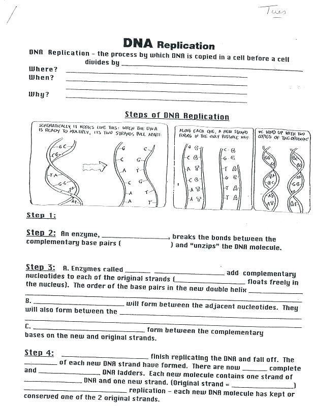 Practice Dna Structure And Replication Worksheet - 15 Best Images of