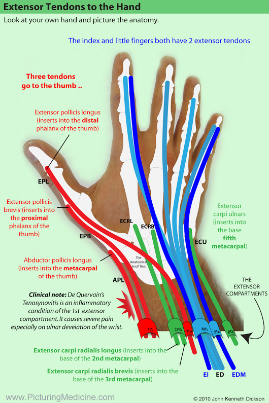 Sign in | Hand therapy, Massage therapy, Medical anatomy