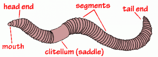 Earthworm Anatomy Label The Diagram