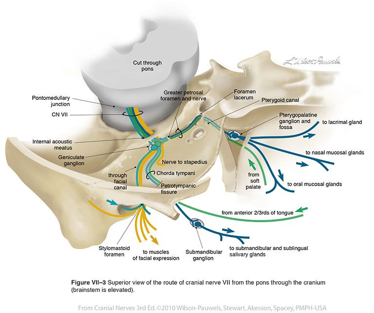 Cranial Nerve 8 Pathway