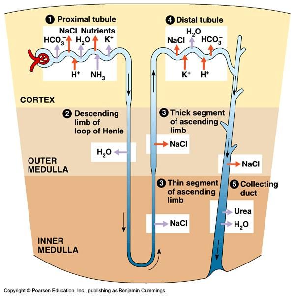 Loop Of Henle Model