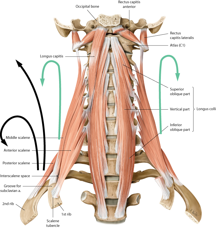 longus colli origin and insertion - Google Search in 2020 | Skeleton ...