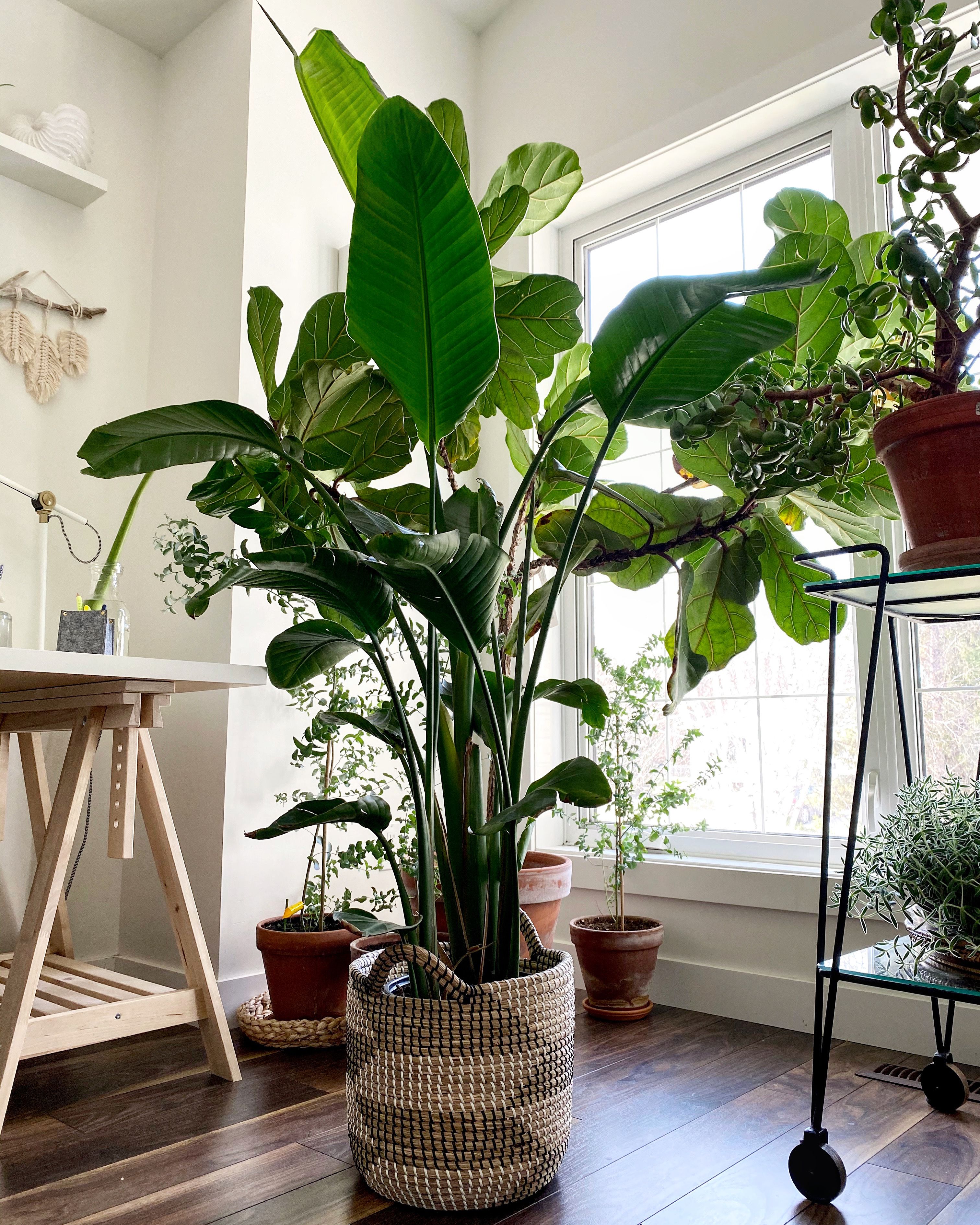 9 Tall Low Light Plants For Indoors In 2024