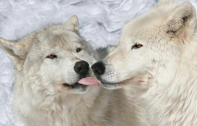 Kisses! | Wolf love, Artic wolf, White wolf