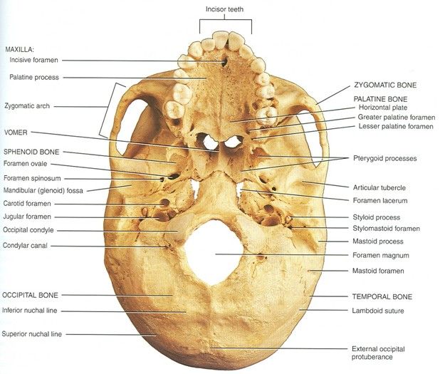 Skull Base Inferior View Anatomy Bones Skull Anatomy Dental Art