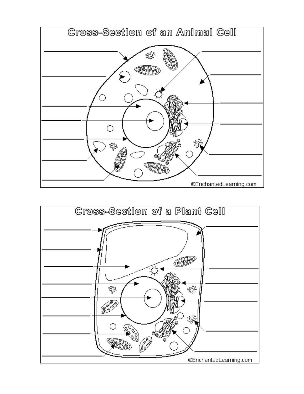 Plant Cell Diagram Labeled Worksheet