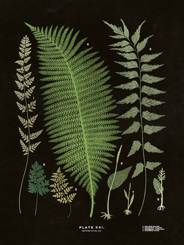 ferns / black ferns / botanical poster / botanical print | Fern wall ...