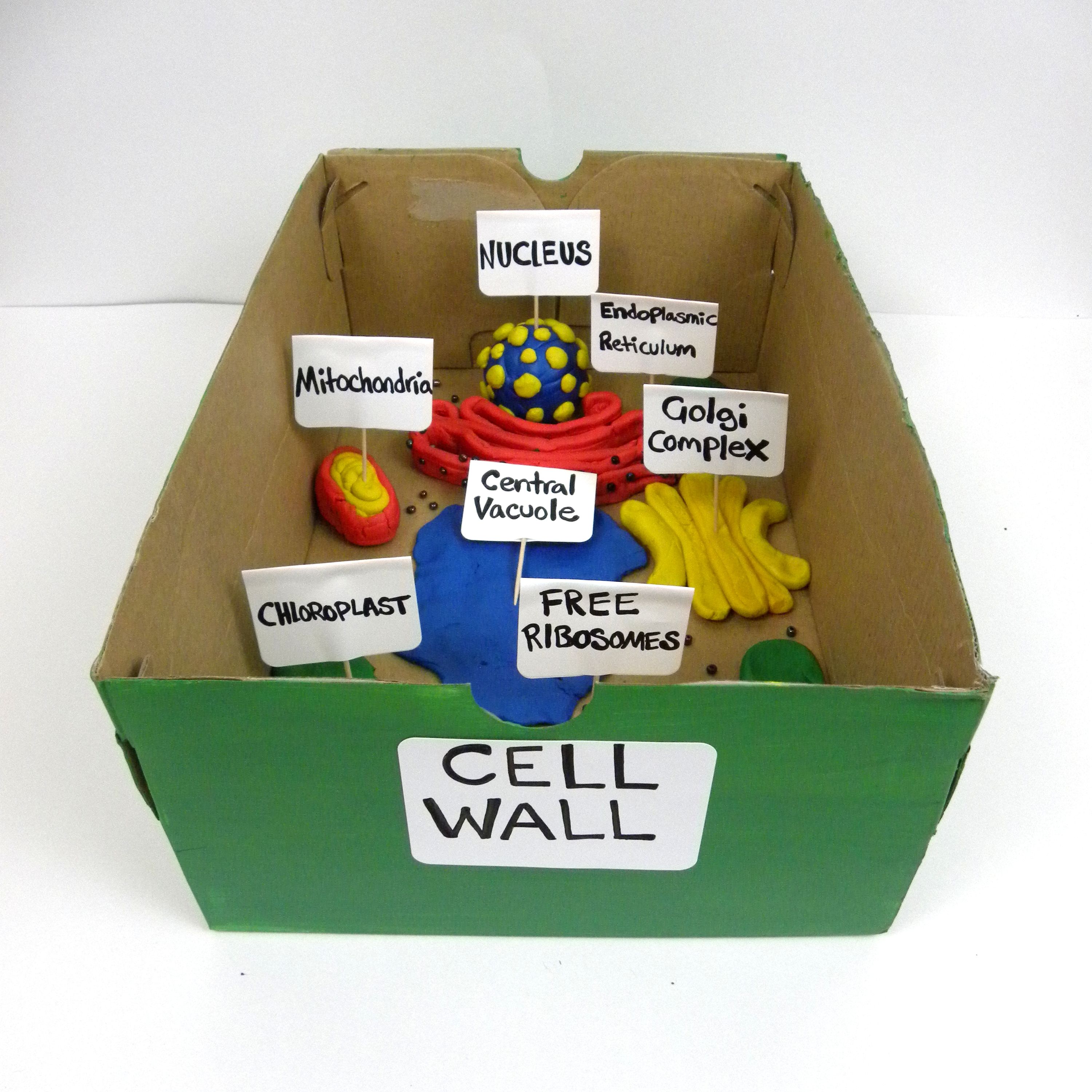 Box model 3d plant cell - polizlegal