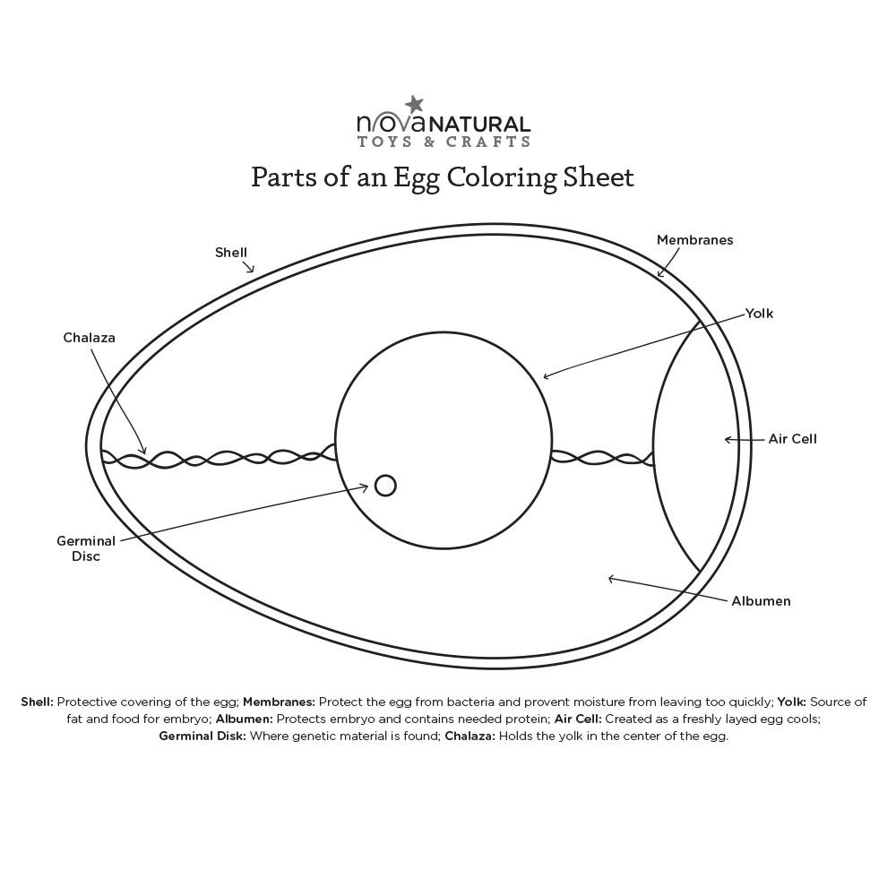 Parts of an Egg Coloring Page | Coloring eggs, Egg coloring page ...