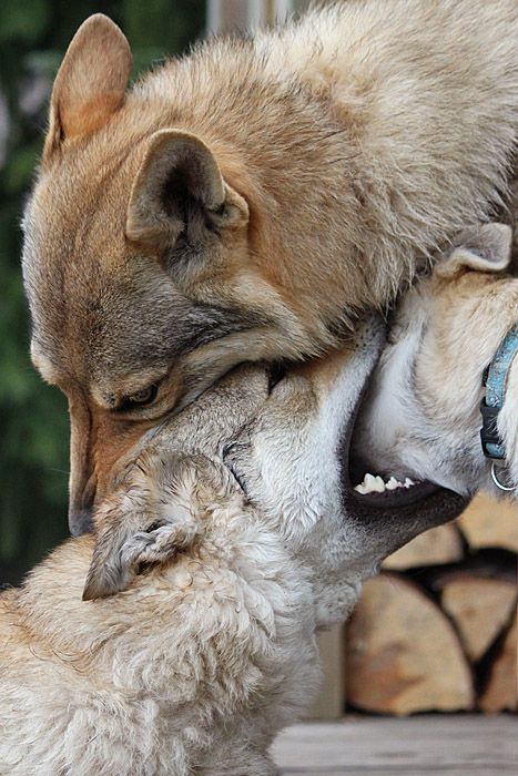 Besame Mucho by Czertice | Beautiful dogs, Wolf dog, Cute funny animals